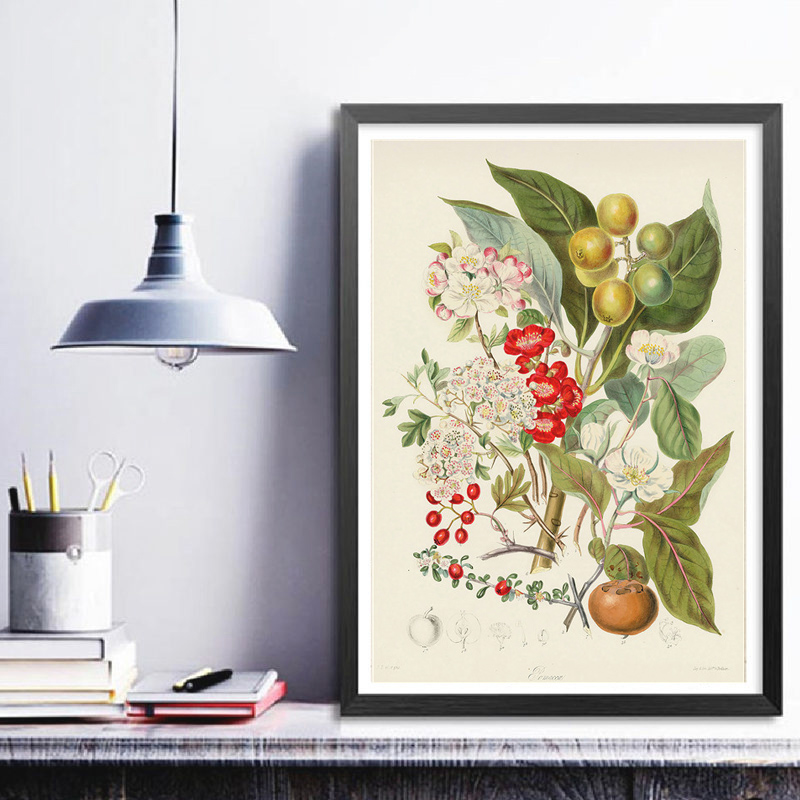 Botanische collectie: vintage  - Vintage Collectible Posters recensie en prijs